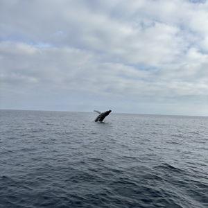 Honeymoon - Kaikōura Whale Watching Tour For Two