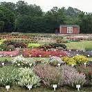 JC Raulston Arboretum