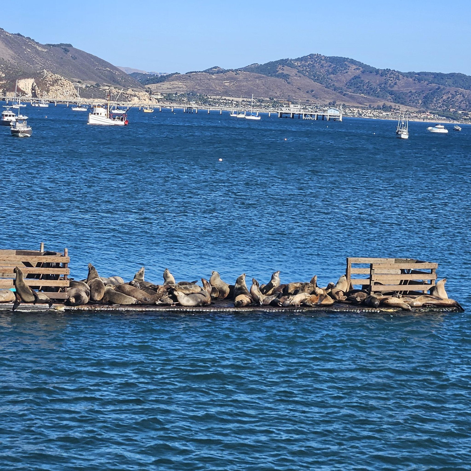 10/12 Seal viewpoint from the pier