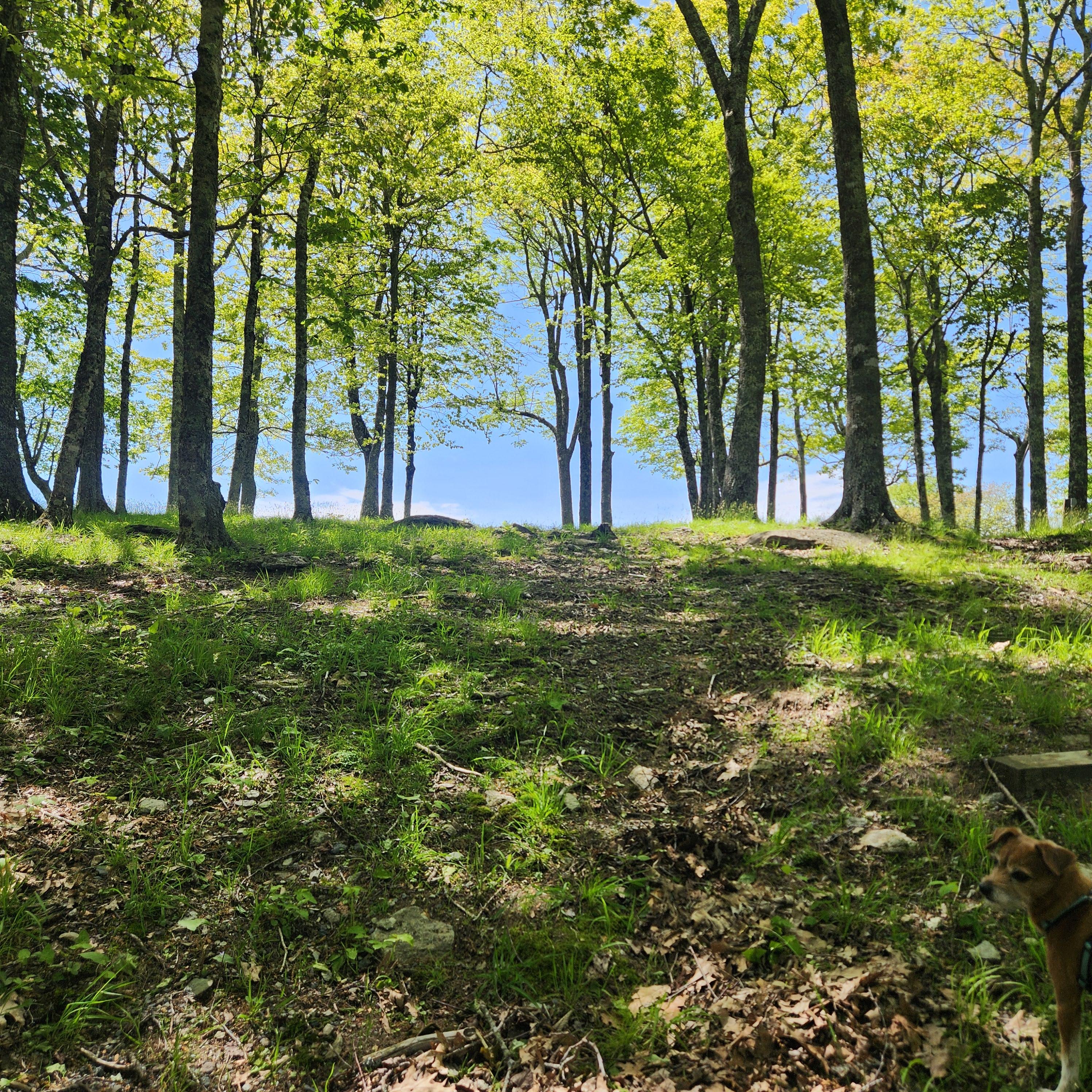 This is the path we (Mark and Jessie) will take from the bottom of the grove after the kiss. You will start from farther up, where it’s a little less rough. Cameo: Our dog Karou! :)