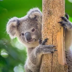 Honeymoon - Wildlife Tour