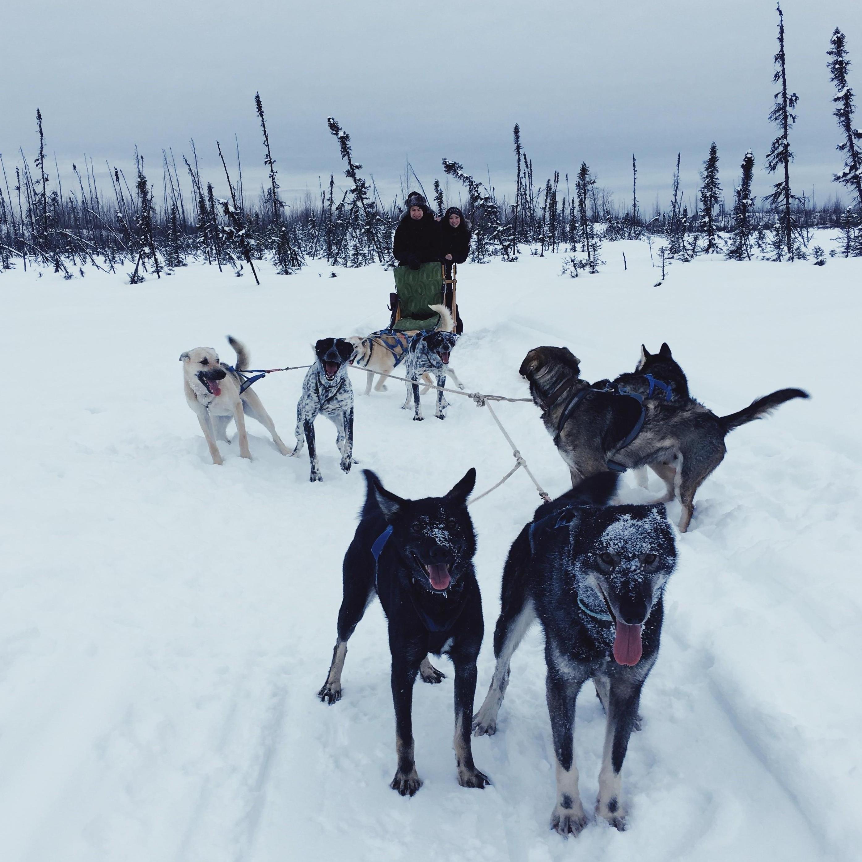 Dog sledding in Anchorage, Alaska (February 2019)