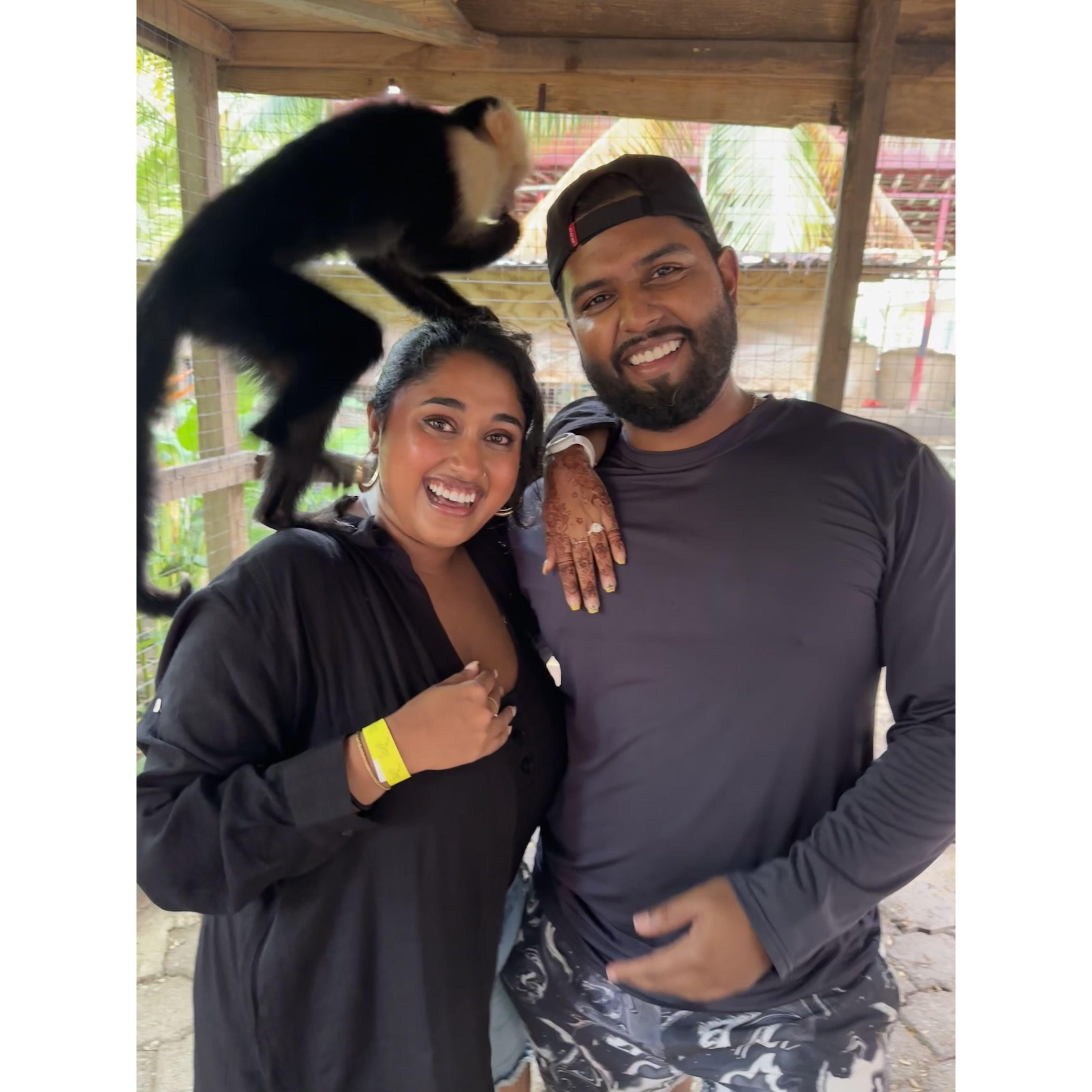 Proposal with the monkeys!