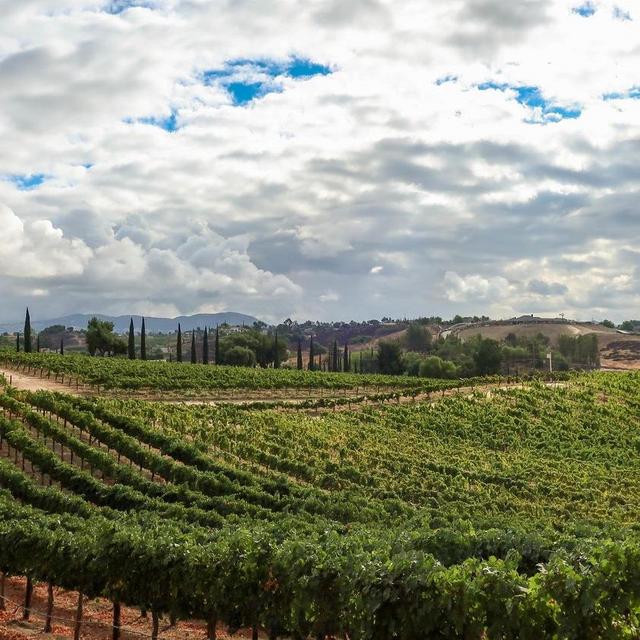 Wine Tasting Tour in Temecula