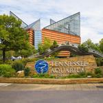Tennessee Aquarium