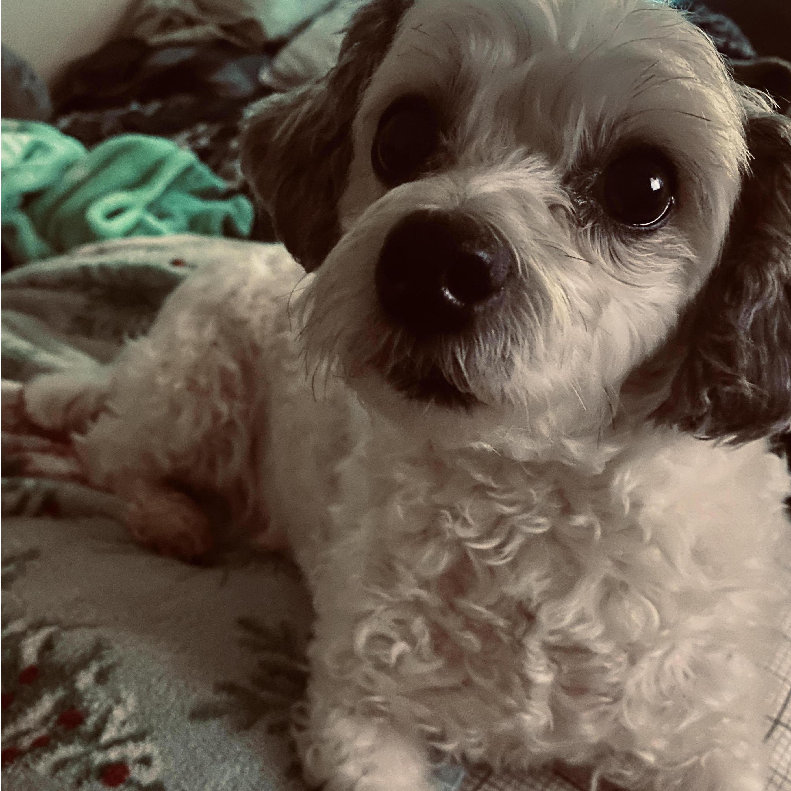The very precious Teddy Bear