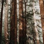 Humboldt Redwoods State Park