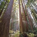 Henry Cowell Redwoods State Park