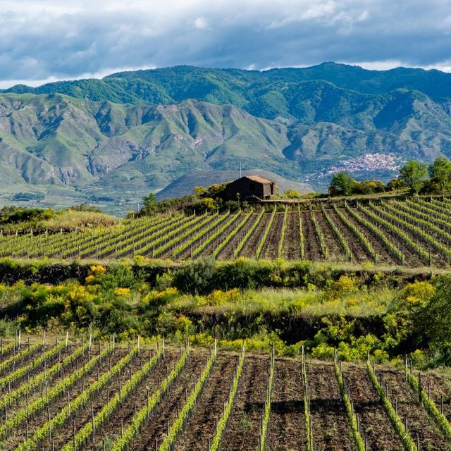 Sicily - Vineyard Tour and Wine Tasting (Honeymoon)