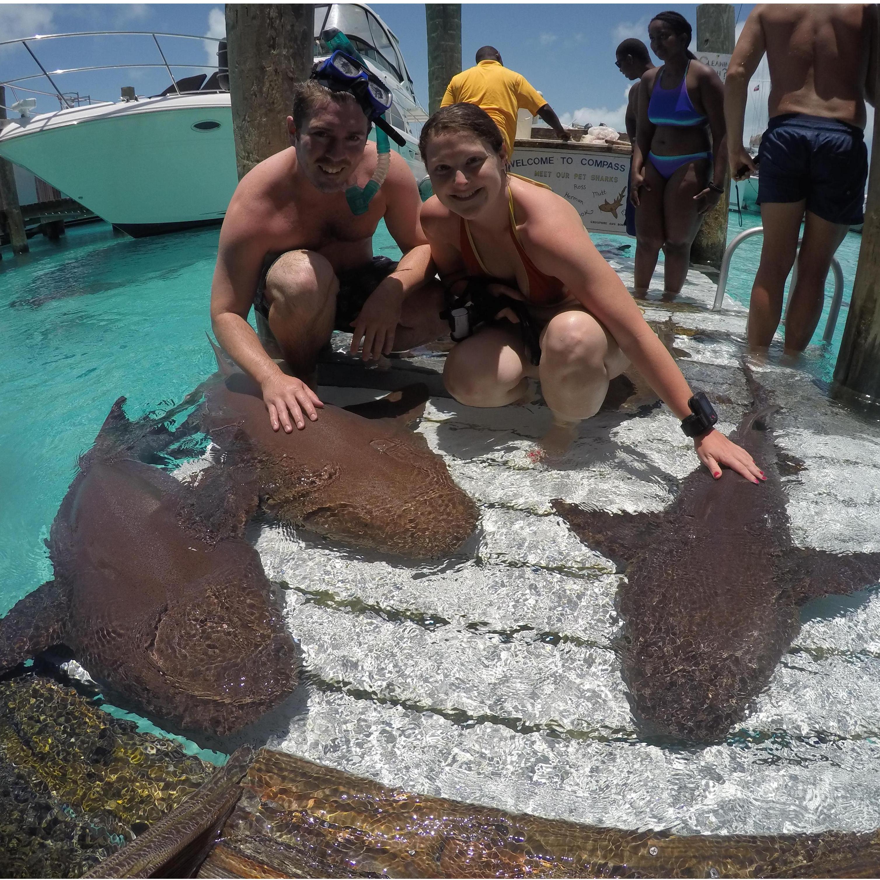 Enjoying the afternoon with nurse sharks!