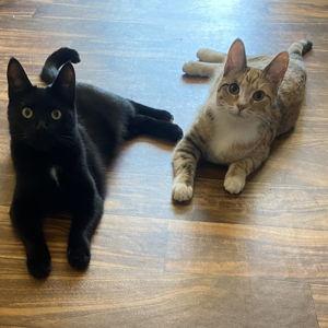 Kitty Supplies for Kitt & Nala