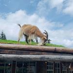 Goats On The Roof