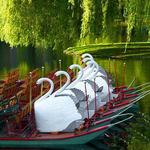 Boston Public Garden