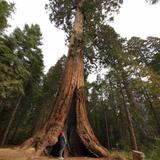 Trail of 100 Giants