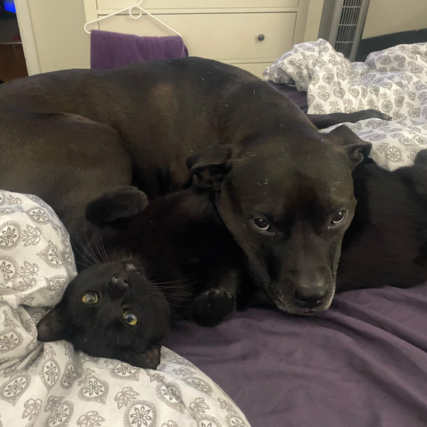 Pet Hotel For Our Honeymoon