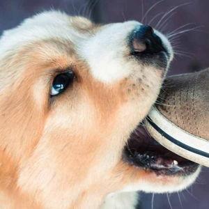 Puppy Fund :)