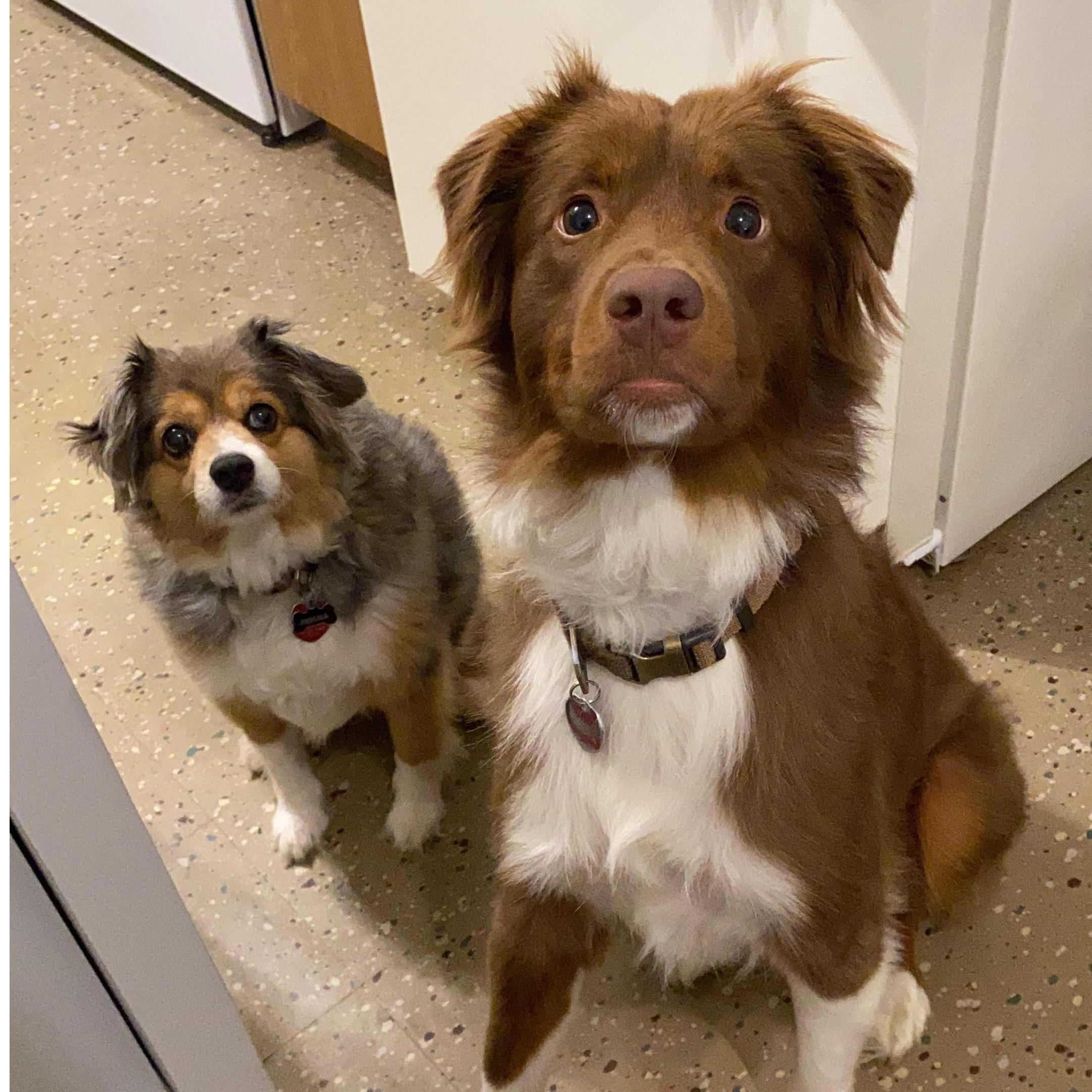 Waiting for a treat!