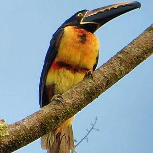 3 Hour Birdwatching Tour in Oro Verde Biological Reserve