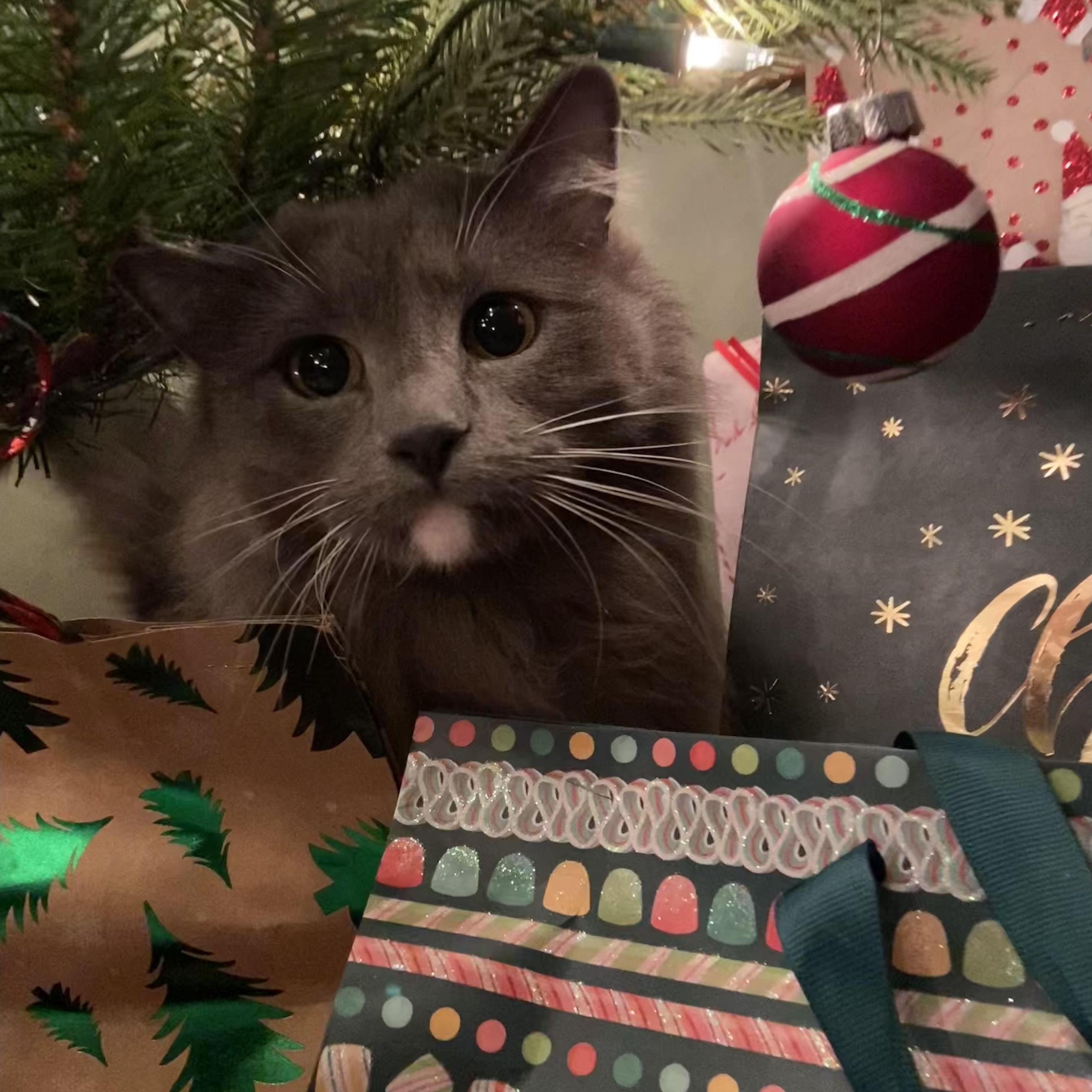 Cleo's first Christmas, Springfield, OH 2023