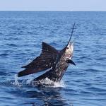 Sport Fishing