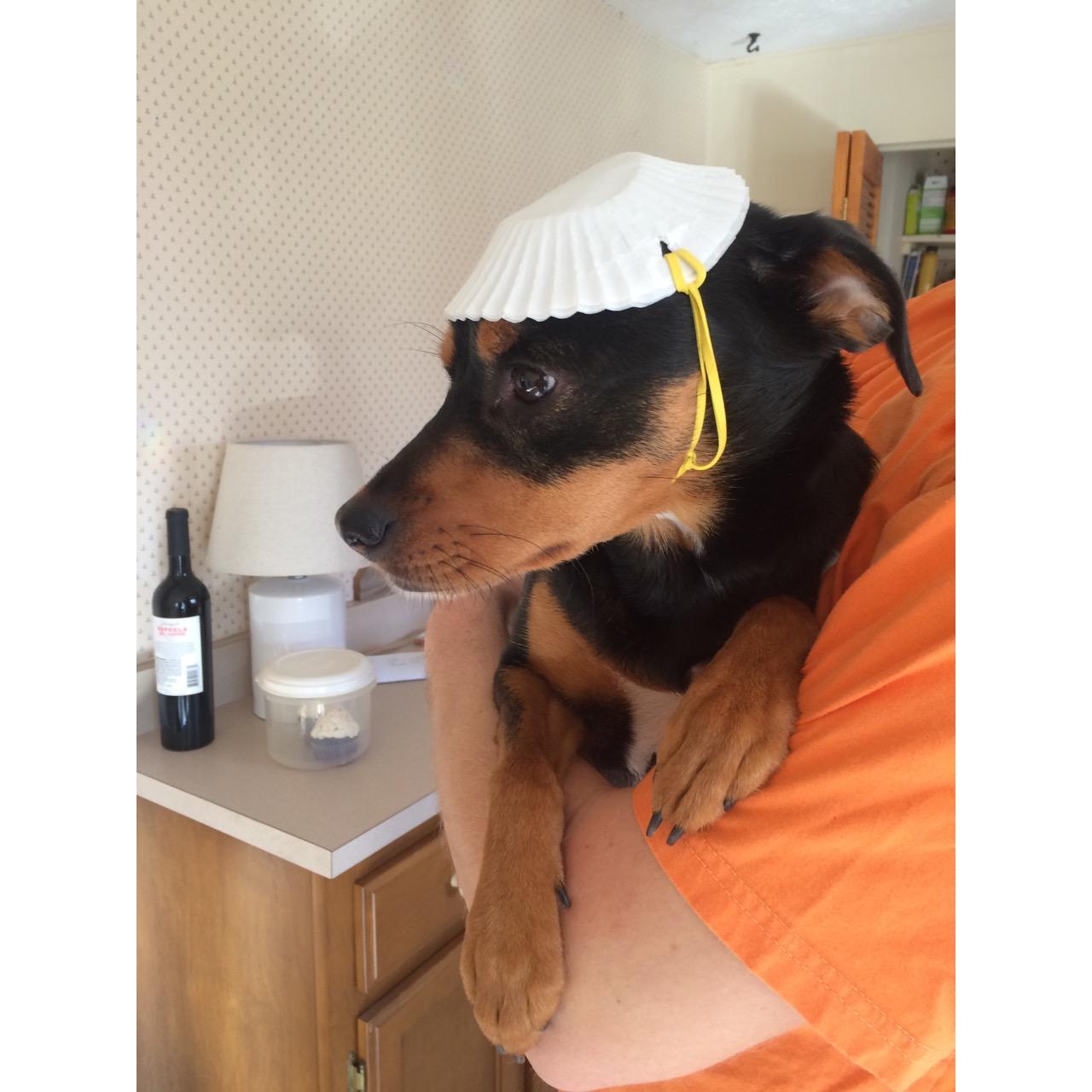 Homemade hat #1 for Frankie.