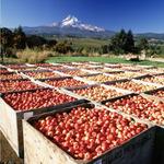 U Pick Farms for Fruits & Flowers