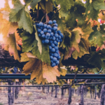 Grapeline Wine Tours