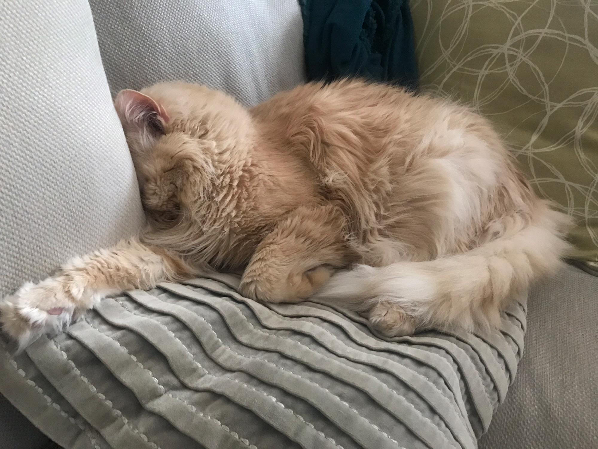 Mâo is trying to nap.