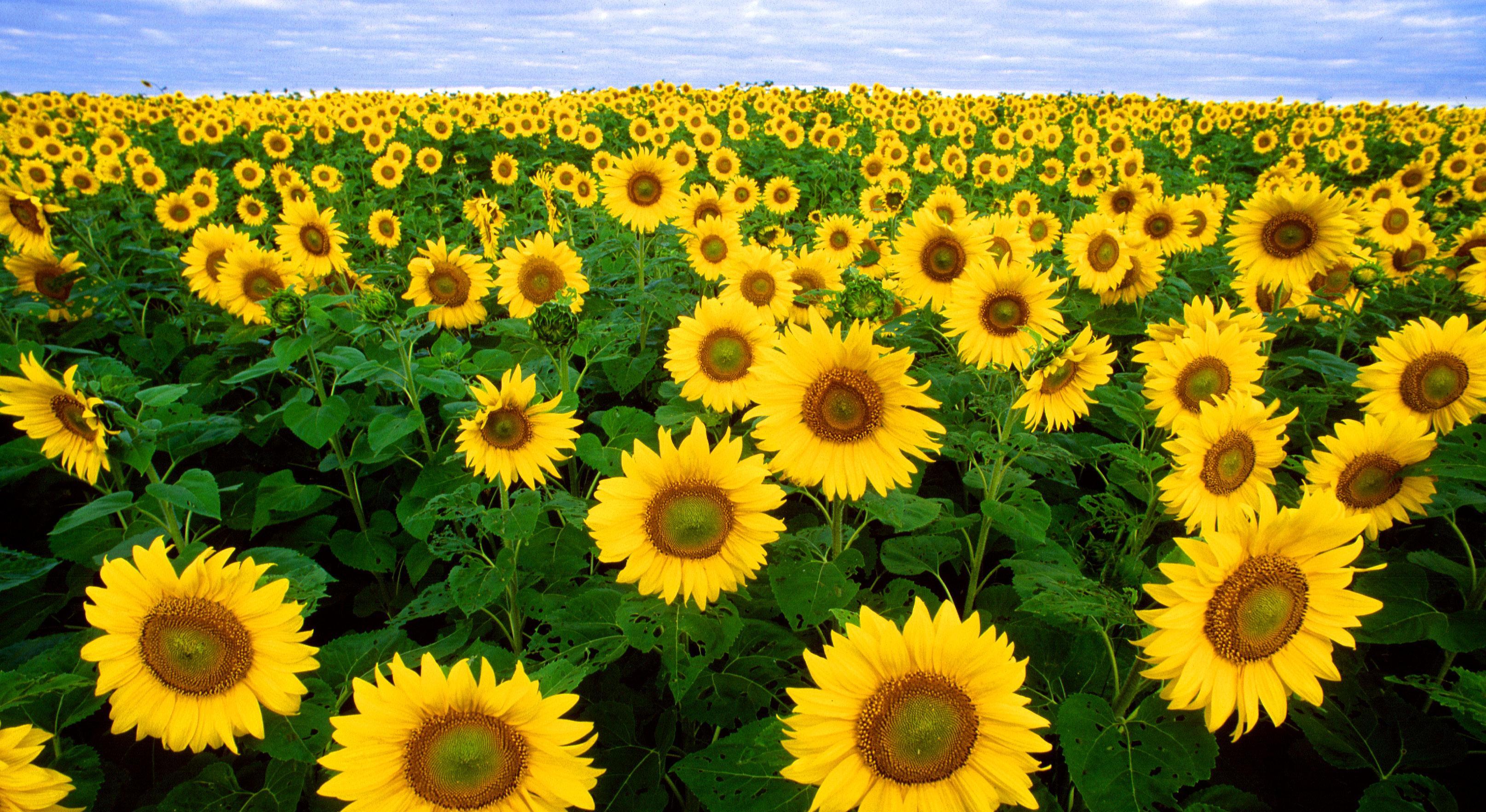 Footer image