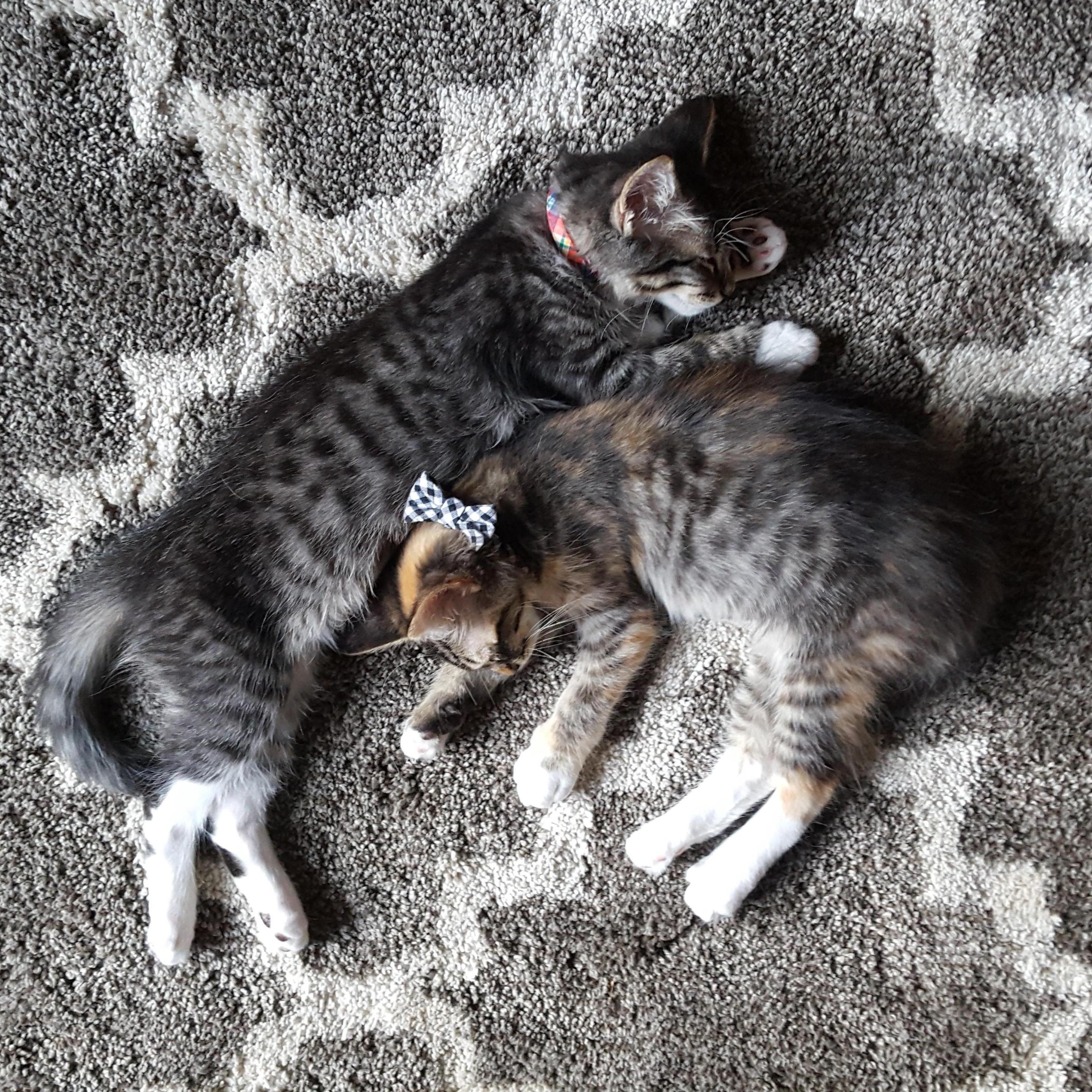 Artemis and Apollo 2017
