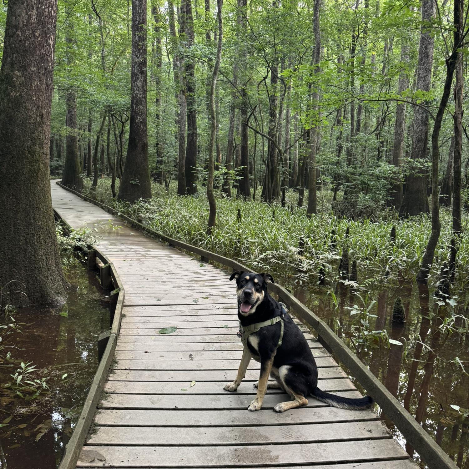 Toast 5 time camping. Congaree National Park SC