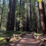 Armstrong Redwoods State Natural Reserve