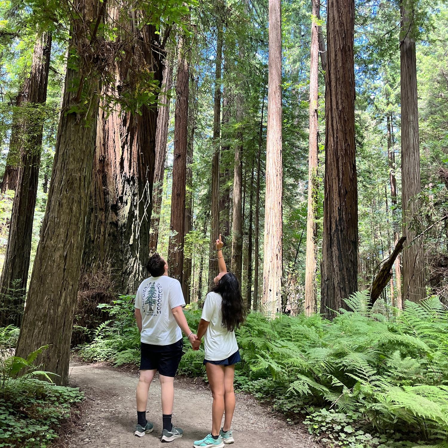 Redwoods