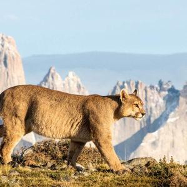 Tracking 3 días pumas salvajes Patagonia