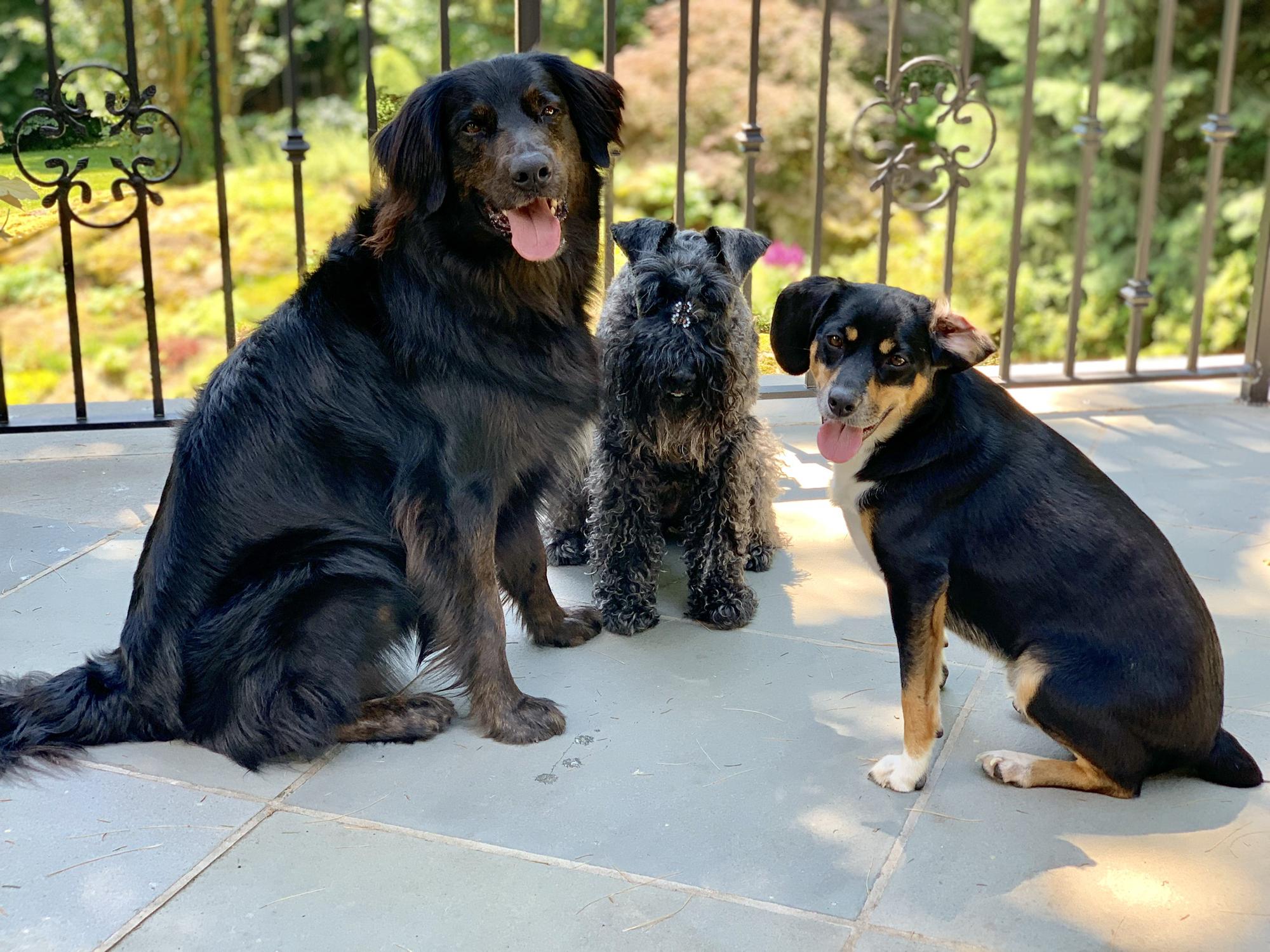Bear, Lily, and Samson