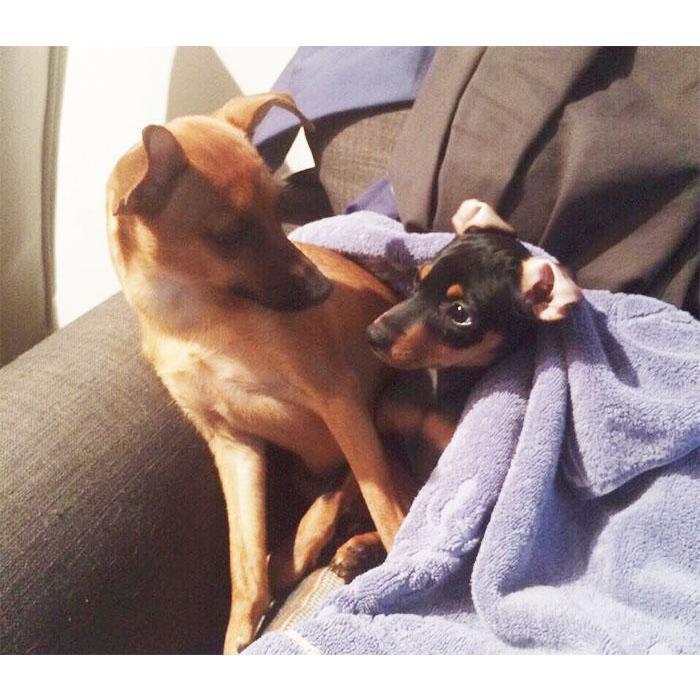 Bambi & Burrito
