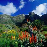 Kirstenbosch National Botanical Garden