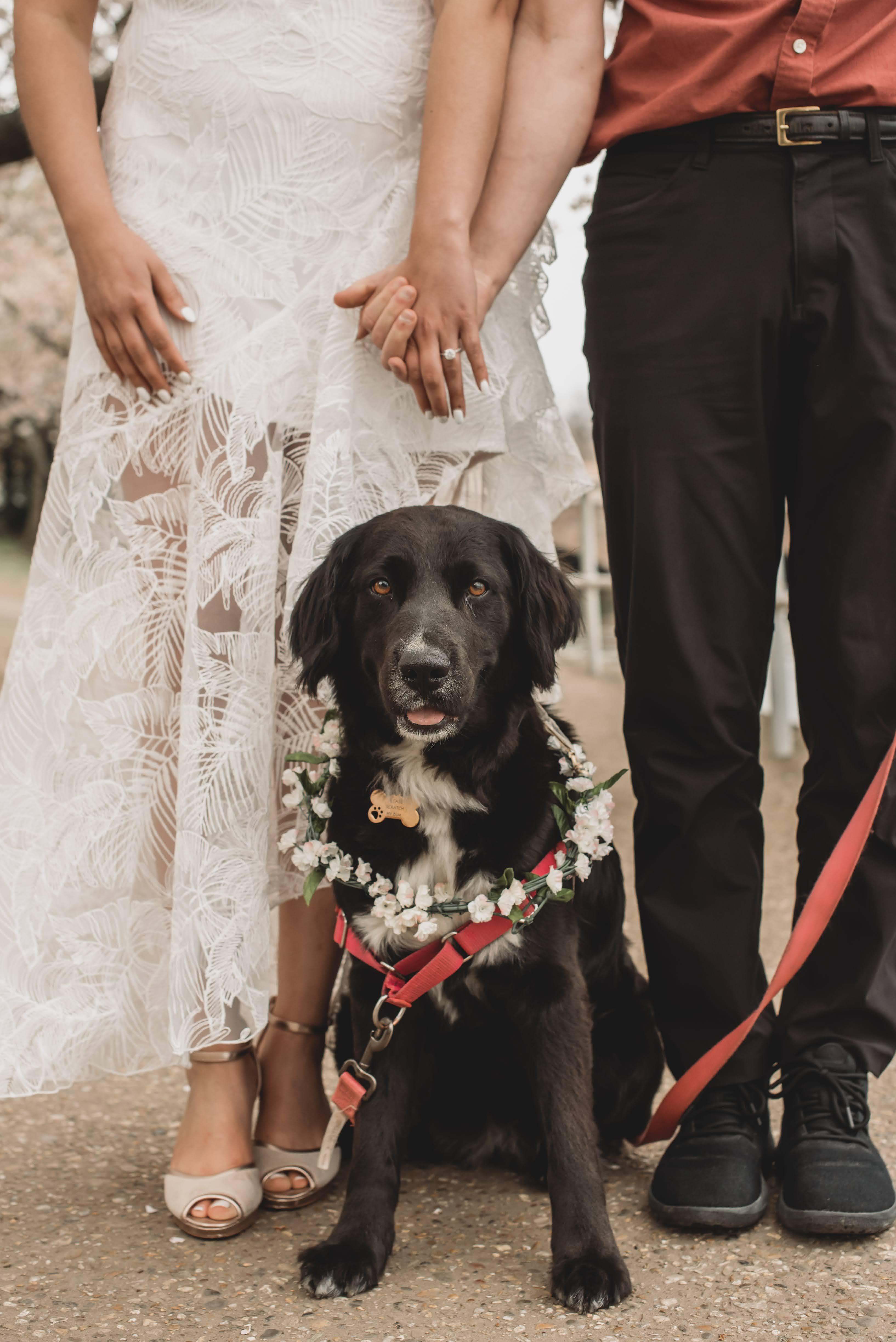 The Wedding Website of Gauri Bhatnagar and Nathan McIntosh
