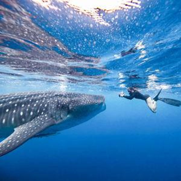 Whale Shark Snorkeling on Honeymoon