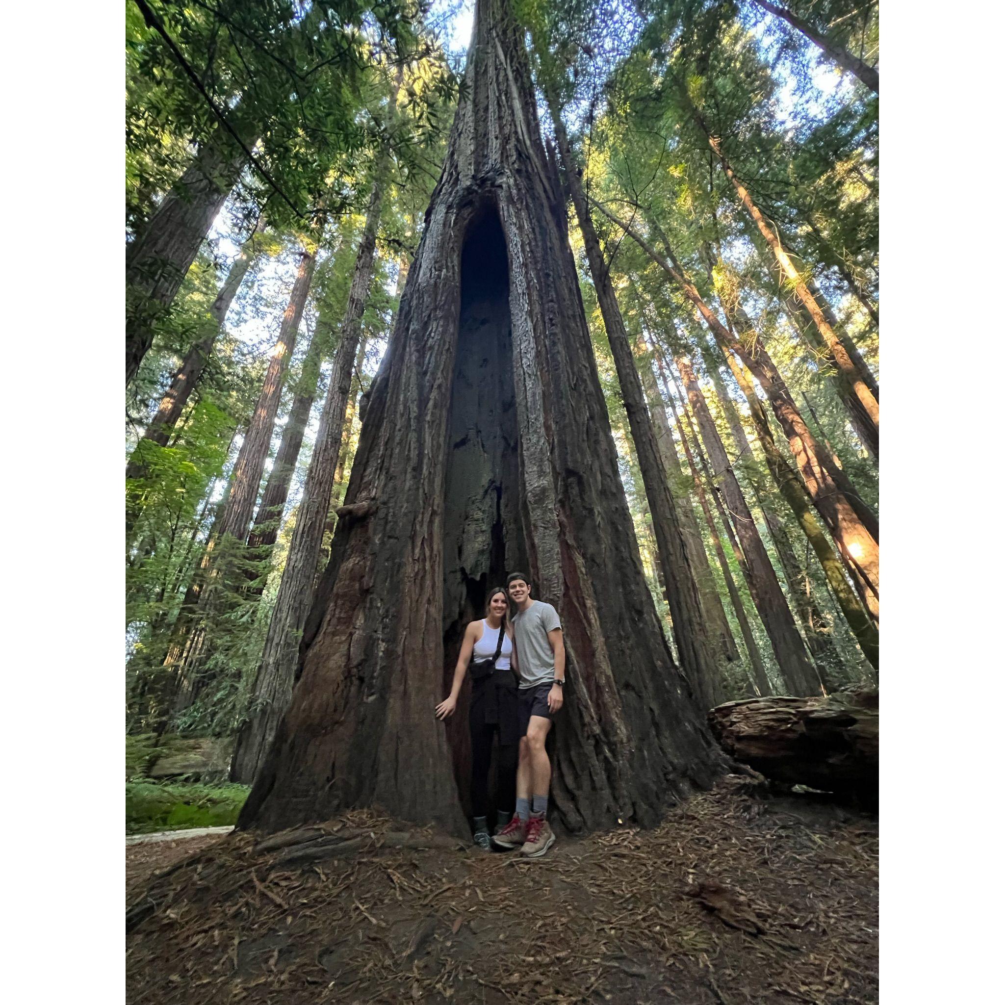 Redwoods!