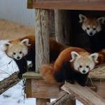 John Ball Zoo