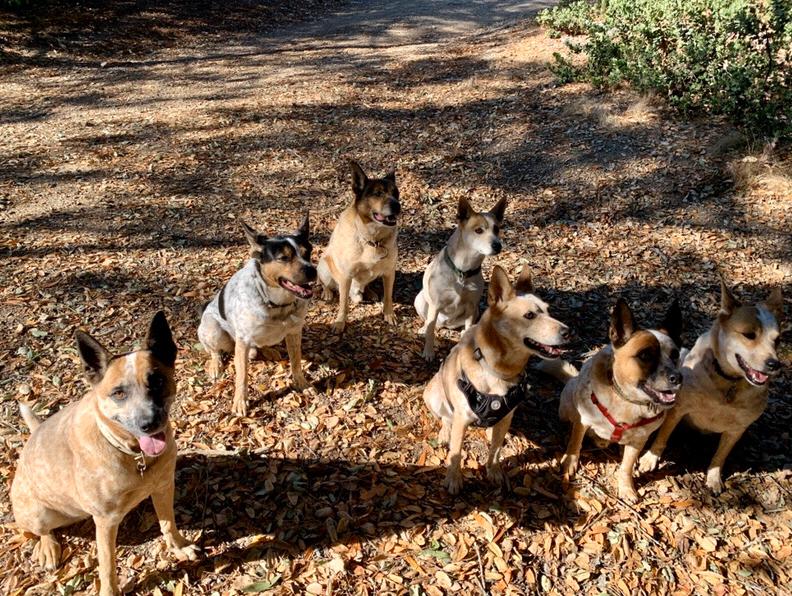 Pup Family Hike