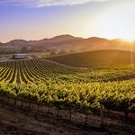 Napa