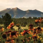 The Arboretum at Flagstaff