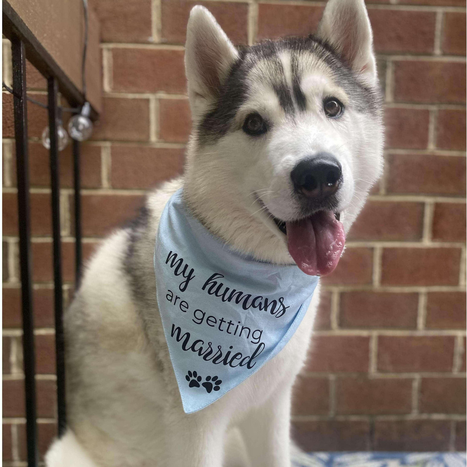 March 2022: Our 5 year old Siberian Husky, Ellie.