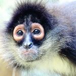 Akumal Monkey Sanctuary