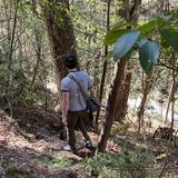 Anna Ruby Falls