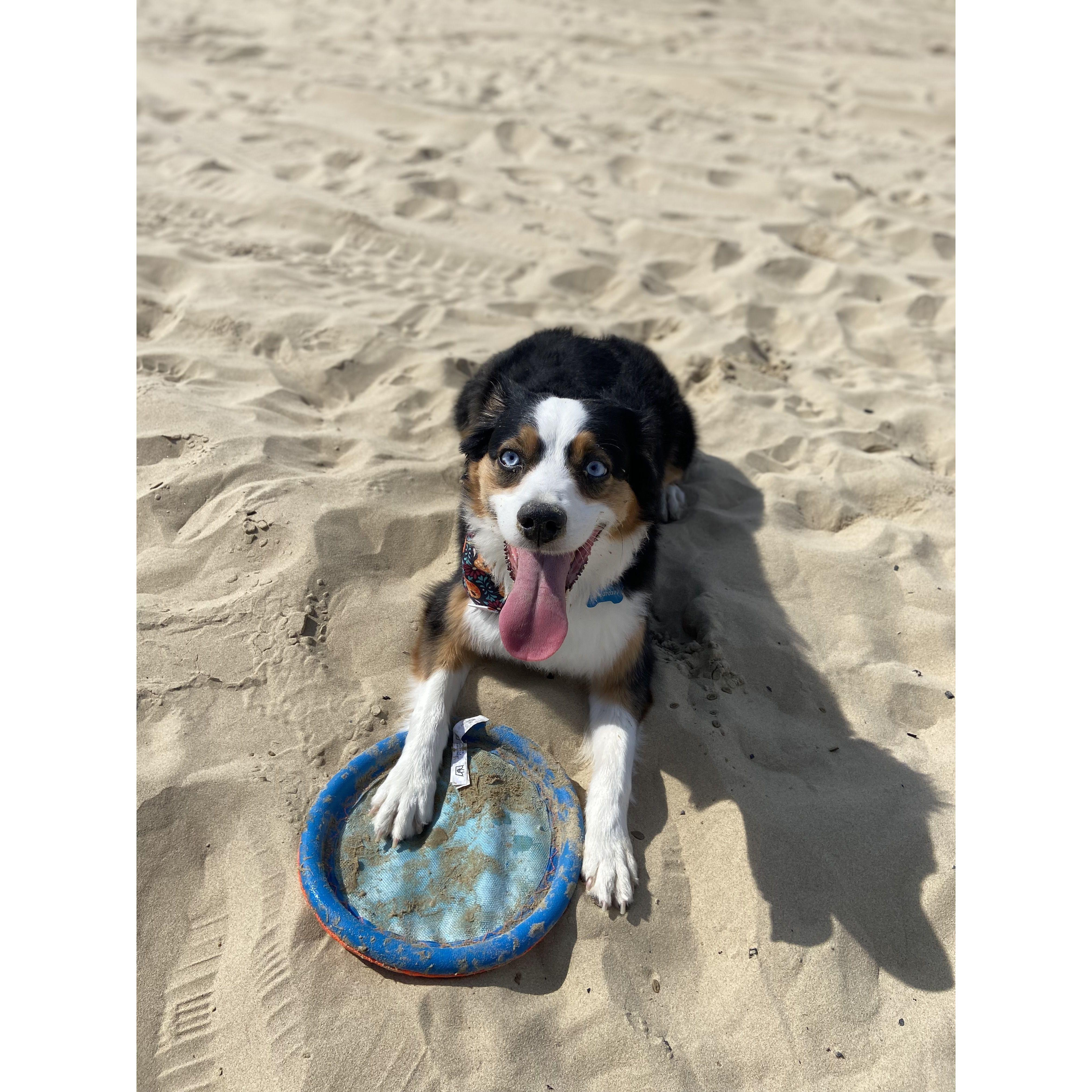 Kira having some fun in the sun at the Oceano Dunes!