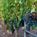 Beaucanon Winery