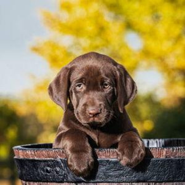 Puppy Fund